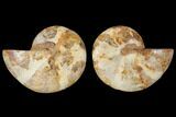 3.3" Cut & Polished Agatized Ammonite Fossil (Pair)- Jurassic - #131704-1